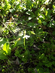 Galearis rotundifolia