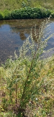 Artemisia vulgaris