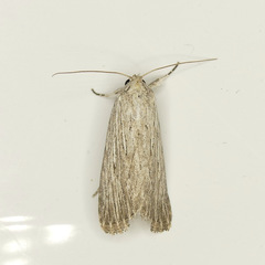 Catabena lineolata