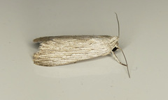 Catabena lineolata