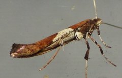 Caloptilia stigmatella