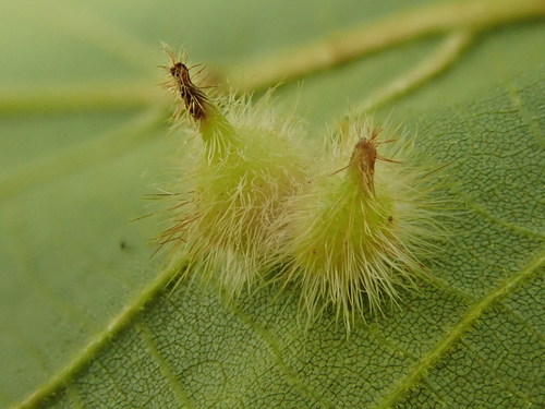 Caryomyia echinata Gagné, 2008