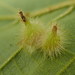 Caryomyia echinata - Photo no hay derechos reservados, subido por Yann Kemper