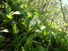 Galearis rotundifolia