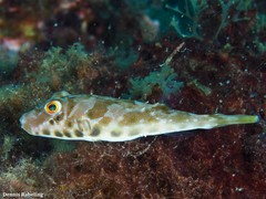 Sphoeroides marmoratus