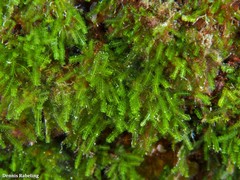 Caulerpa webbiana