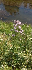 Cirsium arvense