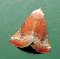 Mataeomera coccophaga