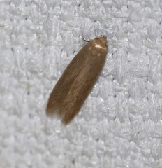 Platoloncha psamathina