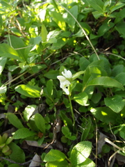 Galearis rotundifolia