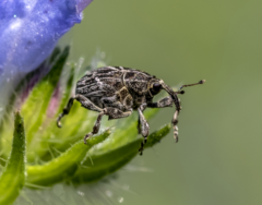 Mogulones geographicus