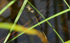 Lestes vigilax