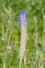 Phyteuma persicifolium