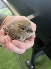 Haemorhous mexicanus