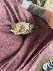 Haemorhous mexicanus