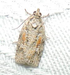 Acropolitis canana