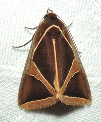 Agamana conjungens
