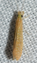 Setodes argentipunctellus