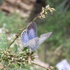 Celastrina argiolus
