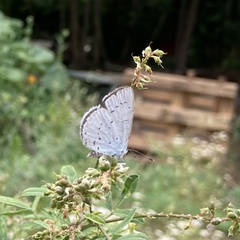 Celastrina argiolus
