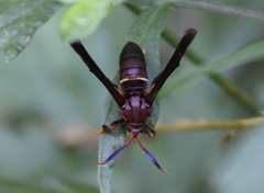 Vitacea scepsiformis
