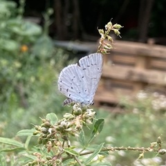 Celastrina argiolus