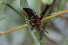 Vitacea scepsiformis