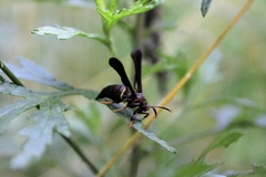 Vitacea scepsiformis