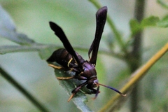Vitacea scepsiformis
