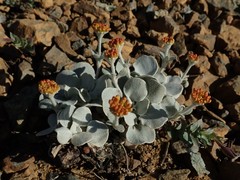 Eriogonum alpinum