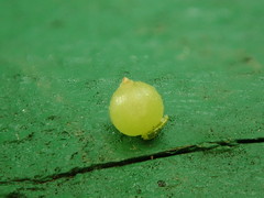 Caryomyia deflexipili