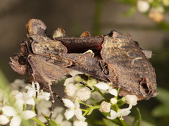 Autographa ampla