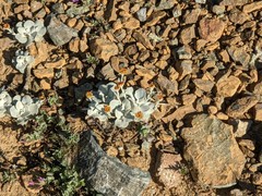 Eriogonum alpinum