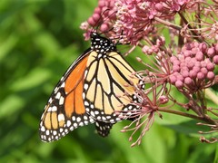 Danaus plexippus