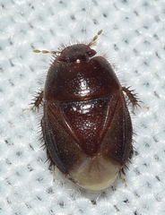 Byrsinus pilosulus