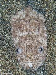 Uranoscopus scaber