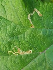 Phytomyza spondylii group