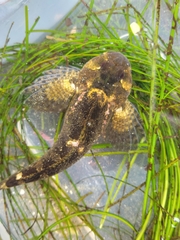 Clinocottus recalvus