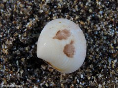 Gouldia minima