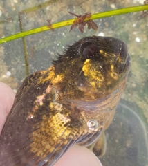 Clinocottus recalvus