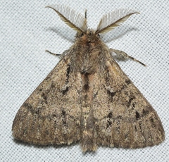 Ocneria atlantica