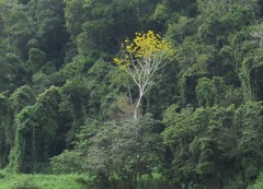 Enterolobium contortisiliquum