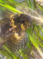 Clinocottus recalvus