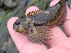 Clinocottus recalvus