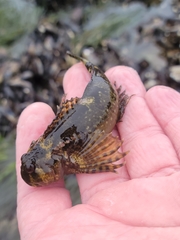 Clinocottus recalvus