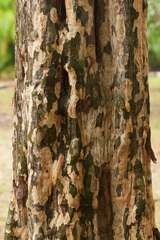 Coccoloba diversifolia