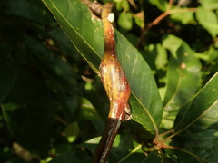 Neolasioptera nodulosa