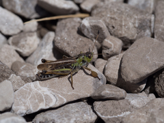 Gomphocerus sibiricus
