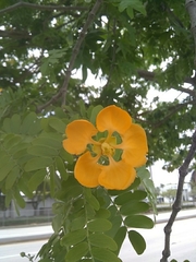 Gonopterodendron arboreum