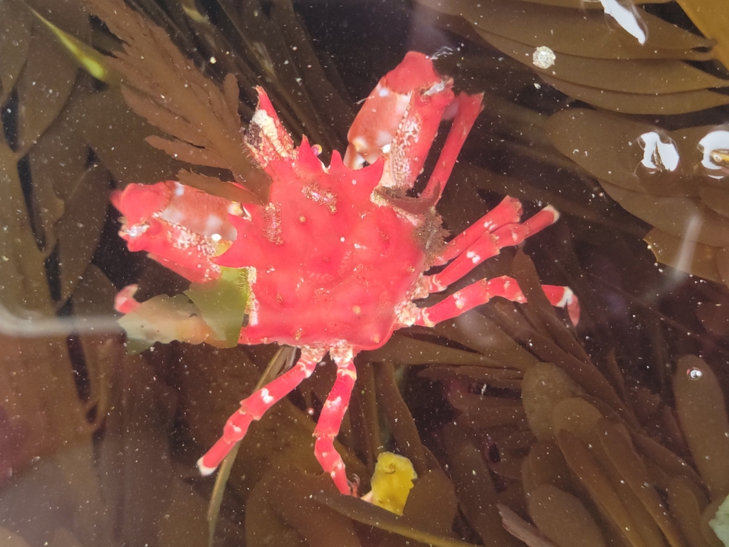 cryptic kelp crab